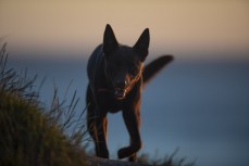 The assistant, Remi, standing in the afternoon light at Blackhead, Dunedin, New Zealand.Credit: www.boxoflight.com/Derek Morrison