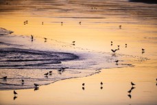 Seagulls take in the afternoon light at Blackhead, Dunedin, New Zealand.Credit: www.boxoflight.com/Derek Morrison