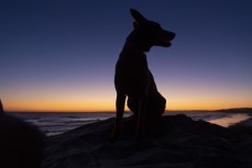 The assistant, Remi, standing in the afternoon light at Blackhead, Dunedin, New Zealand.Credit: www.boxoflight.com/Derek Morrison
