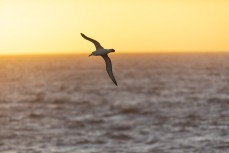 A white-capped albatross (Thalassarche cauta steadi) soars around the ship during a Heritage Expeditions voyage to the Sub-Antarctic Islands, New Zealand.