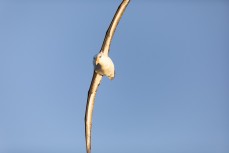 A white-capped albatross (Thalassarche cauta steadi) soars around the ship during a Heritage Expeditions voyage to the Sub-Antarctic Islands, New Zealand.