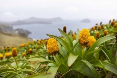 Bulbinella rossi in full bloom on Campbell Island during a Heritage Expeditions voyage to the Sub-Antarctic Islands, New Zealand.