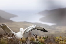 Southern Royal albatross (Diomedea epomophora) return to land on Campbell Island during a Heritage Expeditions voyage to the Sub-Antarctic Islands, New Zealand.