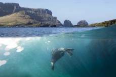 A Hooker's sealion (Phocarctos hookeri) swims in Carnley Harbour on the Auckland Islands during a Heritage Expeditions voyage to the Sub-Antarctic Islands, New Zealand.