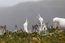 Southern Royal albatross (Diomedea epomophora) return to land on Campbell Island during a Heritage Expeditions voyage to the Sub-Antarctic Islands, New Zealand.