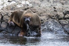 A Hooker's sealion (Phocarctos hookeri) prepares to enter the water on Campbell Island during a Heritage Expeditions voyage to the Sub-Antarctic Islands, New Zealand.