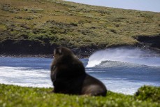 A Hooker's sealion (Phocarctos hookeri) on Enderby Island during a Heritage Expeditions voyage to the Sub-Antarctic Islands, New Zealand.