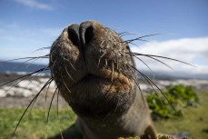 A Hooker's sealion (Phocarctos hookeri) on Enderby Island during a Heritage Expeditions voyage to the Sub-Antarctic Islands, New Zealand.