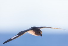 A cape petrel (Daption capense australe) flies alongside the Spirit of Enderby during a Heritage Expeditions voyage to the Sub-Antarctic Islands, New Zealand.
