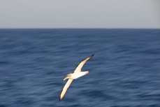 A white-capped albatross (Thalassarche cauta steadi) soars past during a Heritage Expeditions voyage to the Sub-Antarctic Islands, New Zealand.