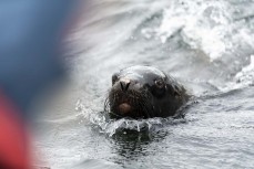 An outcast male sea lion (Phocarctos hookeri) stalks our zodiac in Tucker Cove on Campbell Island during a Heritage Expeditions voyage to the Sub-Antarctic Islands, New Zealand.