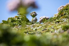 A banded dotterel lurks among flowering megaherbs during a Heritage Expeditions voyage to Enderby Island in the Auckland Islands, Sub-Antarctic Islands, New Zealand.