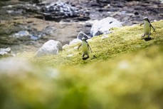 Yellow-eyed penguin make their way around the coast during a Heritage Expeditions voyage to Enderby Island in the Auckland Islands, Sub-Antarctic Islands, New Zealand.