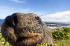 A sea lion (phocarctos hookeri) inspects my camera during a Heritage Expeditions voyage to Enderby Island in the Auckland Islands, Sub-Antarctic Islands, New Zealand.