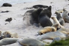 A group of make sea lions (phocarctos hookeri) battle among females and newborn pups during a Heritage Expeditions voyage to Enderby Island in the Auckland Islands, Sub-Antarctic Islands, New Zealand.
