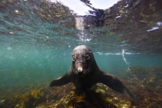 A sea lion (phocarctos hookeri) inspects my camera during a Heritage Expeditions voyage to the Auckland Islands, Sub-Antarctic Islands, New Zealand.