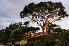 Pohutukawa tree illuminated on dusk at Takapuna Beach, Takapuna, Auckland, New Zealand.