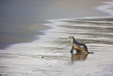 A Hooker's sea lion (Phocarctos hookeri) at St Clair Beach, Dunedin, New Zealand.