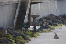 A Hooker's sea lion (Phocarctos hookeri) chases surfers off then beach at St Clair Beach, Dunedin, New Zealand.