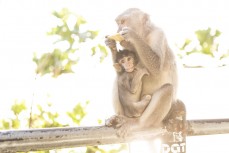 Monkeys at Uluwatu, Bali, Indonesia.