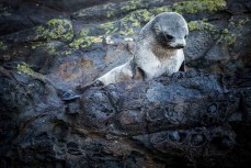 Seal pup at Smaills Beach, Dunedin, New Zealand.
Credit: www.boxoflight.com/Derek Morrison