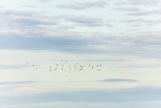 A flock of fairy prions flying near St Clair, Dunedin, New Zealand. 