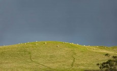 Sheep graze on a hillside as a winter squall looms, Dunedin, New Zealand.Credit: www.boxoflight.com/Derek Morrison