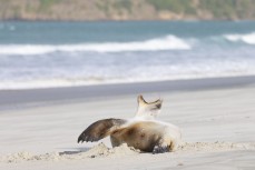Members of the 2019 New Zealand Sea Lion Forum take a field trip on the Otago Peninsula to observe the New Zealand sea lion (Phocarctos hookeri) habitat and to learn more about the work being undertaken by Doc ranger Jim Fyfe and his coastal Otago team. Du