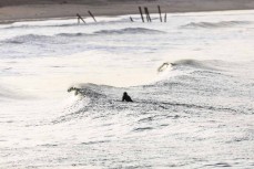 Surfers chase a small clean swell at St Clair, Dunedin, New Zealand.Credit: www.boxoflight.com/Derek Morrison