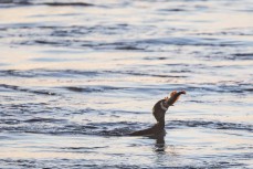 A shag engulfs a fish at dawn at St Clair, Dunedin, New Zealand.
Credit: www.boxoflight.com/Derek Morrison