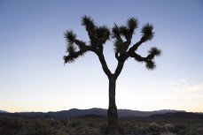 A truffula tree during the Badwater 135, the world's toughest footrace, held through Death Valley, California, in July. 