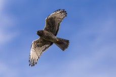 Harrier hawk searches for prey above farmland on the Otago Peninsula, Dunedin, New Zealand.