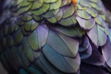 Kea feathers, Dunedin, New Zealand.
Credit: www.boxoflight.com/Derek Morrison