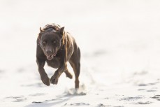 Remi bounding along at Blackhead, Dunedin, New Zealand.Credit: www.boxoflight.com/Derek Morrison