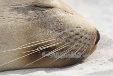 A young sea lion (phocarctos Hookeri) rests on the beach at Blackhead, Dunedin, New Zealand. 