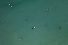 Surfers make the most of a small spring swell at Blackhead, Dunedin, New Zealand. 