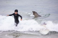 Max Wooffindin (7) makes a break from an overly playful sea lion, Doris, at St Clair, Dunedin, New Zealand.