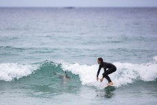 Taya Morrison shares a wave with Doris a young female sea lion (Phocarctos hookeri) at St Clair, Dunedin, New Zealand.