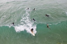 Rewa Morrison takes off on a wave and shares it with Doris a young female sea lion (Phocarctos hookeri) at St Clair, Dunedin, New Zealand.