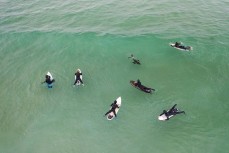 Young surfers share the waves with Doris a young female sea lion (Phocarctos hookeri) at St Clair, Dunedin, New Zealand.