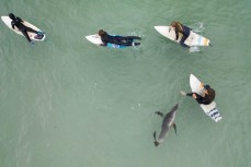 Young surfers share the waves with Doris a young female sea lion (Phocarctos hookeri) at St Clair, Dunedin, New Zealand.