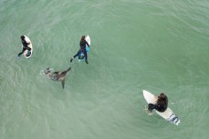 Jack Higgins is given a sniff while sharing the waves with Doris a young female sea lion (Phocarctos hookeri) at St Clair, Dunedin, New Zealand.