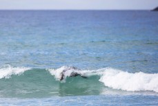 Doris, a young female sea lion (Phocarctos hookeri), rides a wave at St Clair, Dunedin, New Zealand.