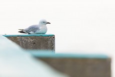 A seagull rests on the seawall at St Clair Hot Saltwater Pool at St Clair, Dunedin, New Zealand.
