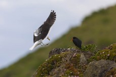 A black-backed gull and oyster catcher share a peak at St Clair, Dunedin, New Zealand.
