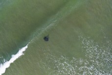 Aerial of the beaches and a stingray at Whangamata, Coromandel, New Zealand.