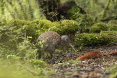 A Stewart Island Kiwi, Tokoeka, emerges during the day to feed in bush near Port Pegasus, Stewart Island, New Zealand.