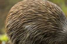 A Stewart Island Kiwi, Tokoeka, emerges during the day to feed in bush near Port Pegasus, Stewart Island, New Zealand.