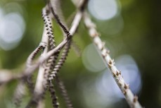 Wait-A-While vine during a three-day mountain biking and hiking trek into Cedar Bay National Park in North Queensland, Australia. 