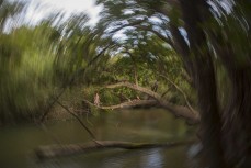 Checking the river for crocs near a campsite at Cedar Bay in Cedar Bay National Park in North Queensland, Australia.